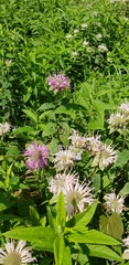 Monarda stipitatoglandulosa