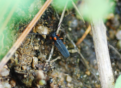 Phytoecia rufiventris