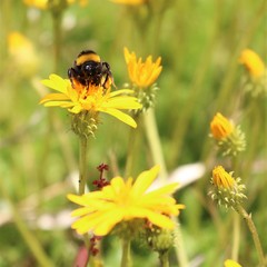 Bombus terrestris