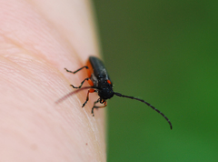 Phytoecia rufiventris
