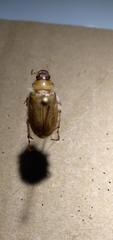 Phobetus mojavus