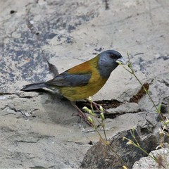 Phrygilus patagonicus