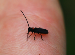 Phytoecia rufiventris
