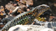 Liolaemus pictus