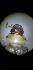Phobetus mojavus