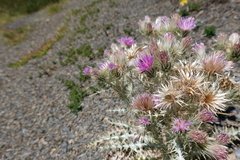 Carduus carlinoides