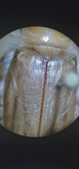 Phobetus mojavus