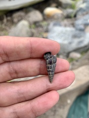 Cerithideopsis californica