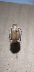 Phobetus mojavus