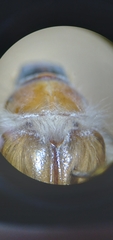 Phobetus mojavus