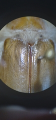 Phobetus mojavus