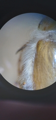 Phobetus mojavus