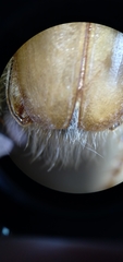 Phobetus mojavus