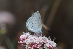 Celastrina echo cinerea