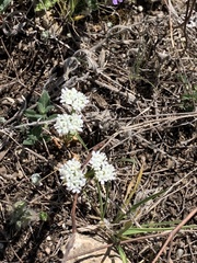 Valerianella amarella
