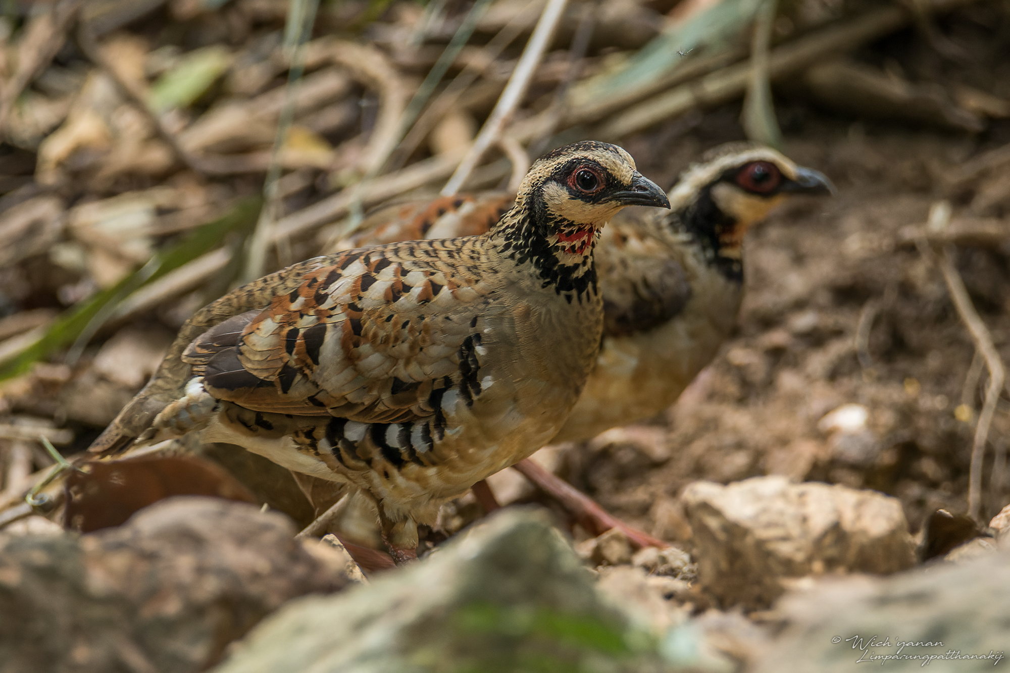 Bar-backed Partridge