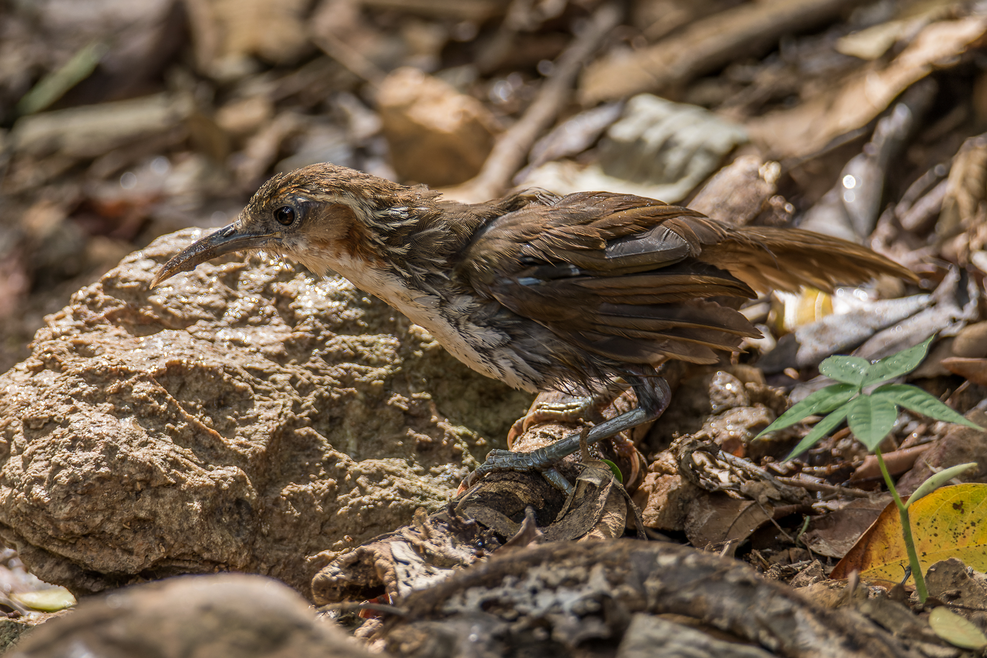 Large Scimitar Babbler