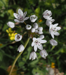 Allium palaestinum