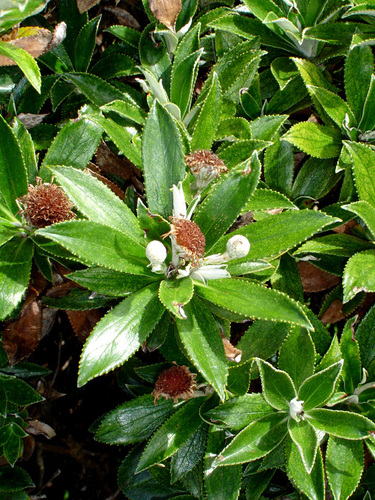 Macrolearia chathamica, photograph 3