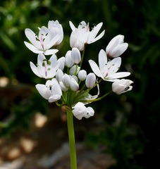 Allium palaestinum