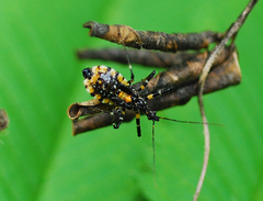Sphedanolestes impressicollis