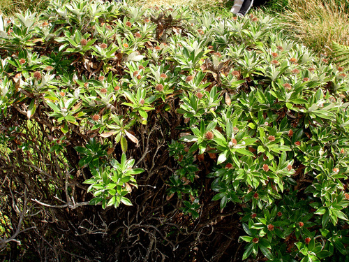Macrolearia chathamica, photograph 4