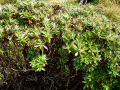 Macrolearia chathamica