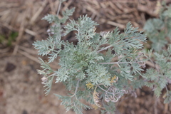 Artemisia absinthium