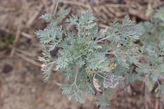 Artemisia absinthium