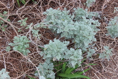 Artemisia absinthium