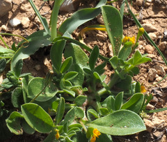 Anthyllis circinnata