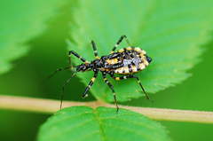 Sphedanolestes impressicollis