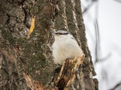 Sitta europaea europaea