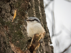 Sitta europaea europaea