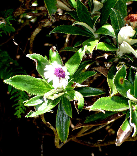 Macrolearia chathamica, photograph 5