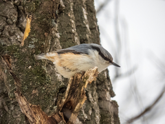 Sitta europaea europaea