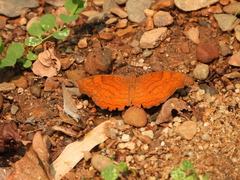 Ariadne ariadne