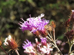 Vernonia bealliae