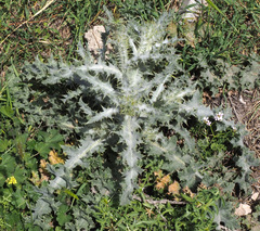 Onopordum palaestinum