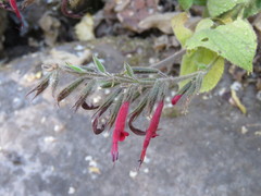 Salvia longistyla