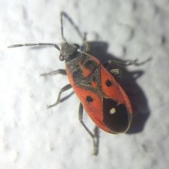 Melanocoryphus tristrami