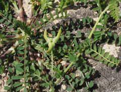 Astragalus asterias