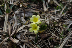 Primula intricata