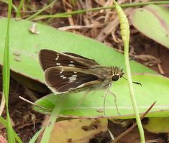 Platylesches moritili