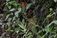 Castilleja minor stenantha