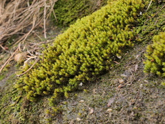 Racomitrium aquaticum