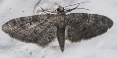 Eupithecia cocciferata