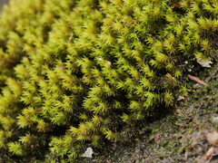 Racomitrium aquaticum