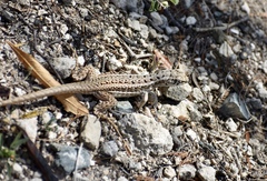 Leiocephalus raviceps uzzelli