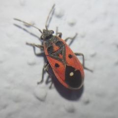 Melanocoryphus tristrami